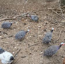 Guinea fowl hatching eggs - Photo 4