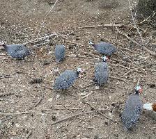 Guinea fowl hatching eggs - Photo 5