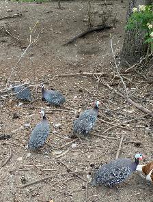 Guinea fowl hatching eggs - Photo 6