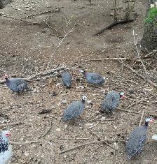 Guinea fowl hatching eggs - Photo 7