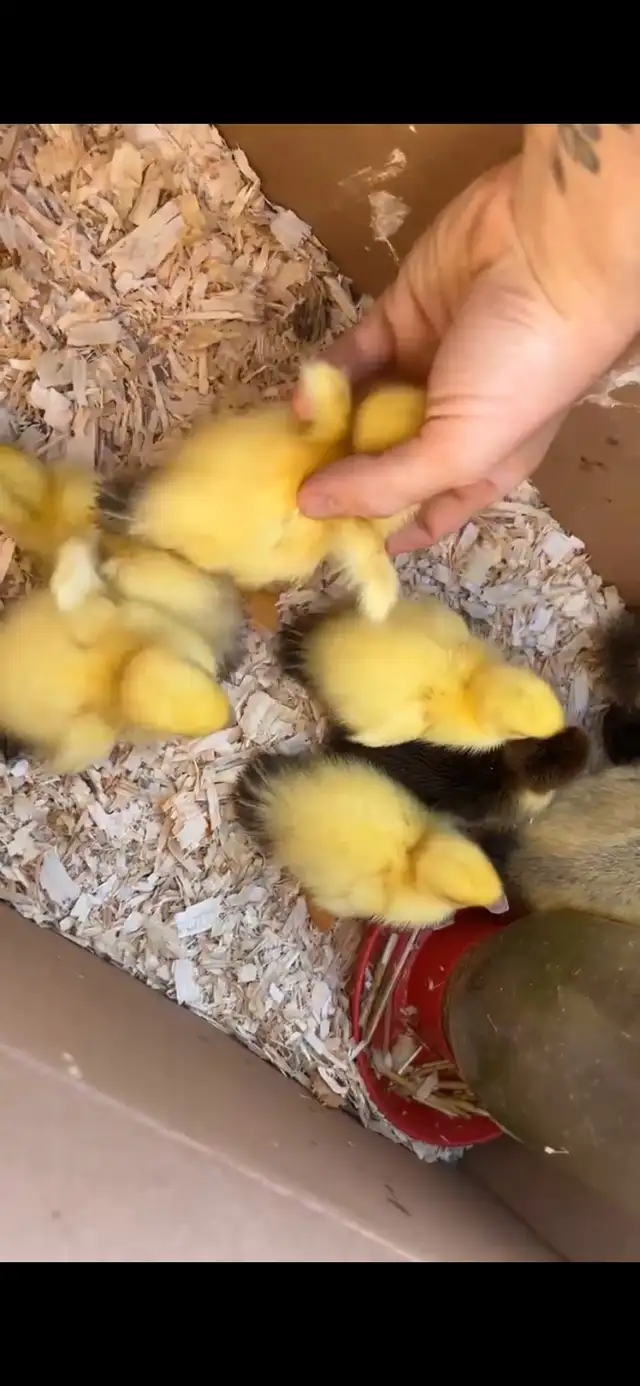 Ducklings available