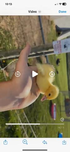 Ducklings available - Photo 2