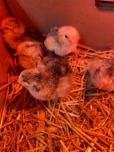 standard Brahma chicks