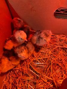 standard Brahma chicks - Photo 6