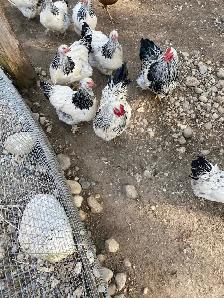 standard Brahma chicks - Photo 10