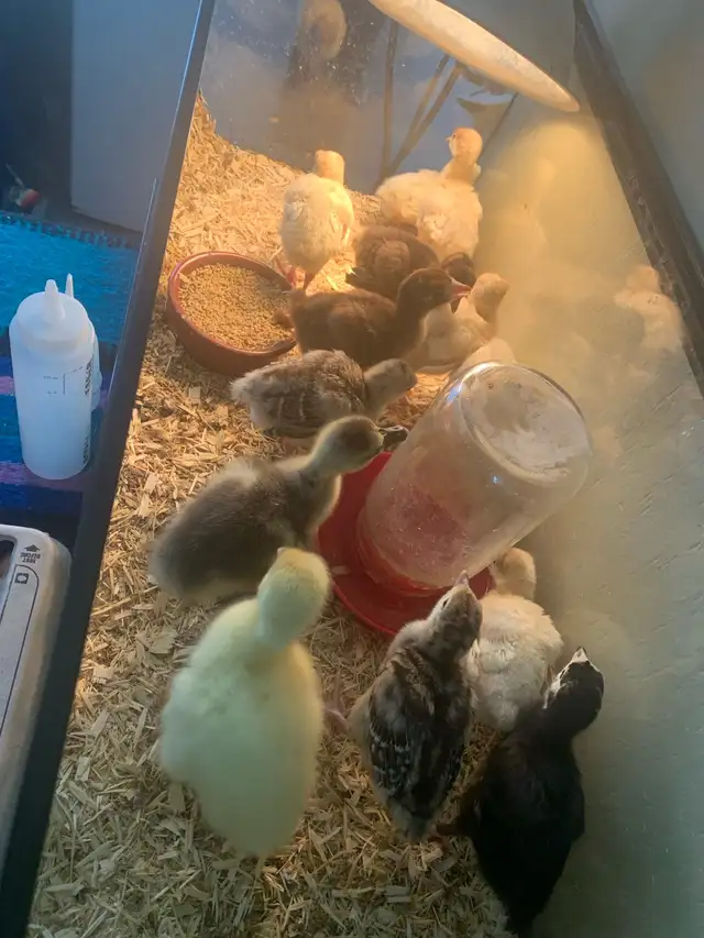 Turkey  poults