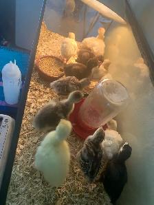 Turkey  poults