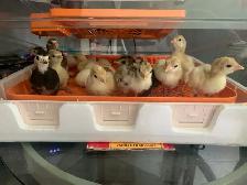 Turkey  poults - Photo 2