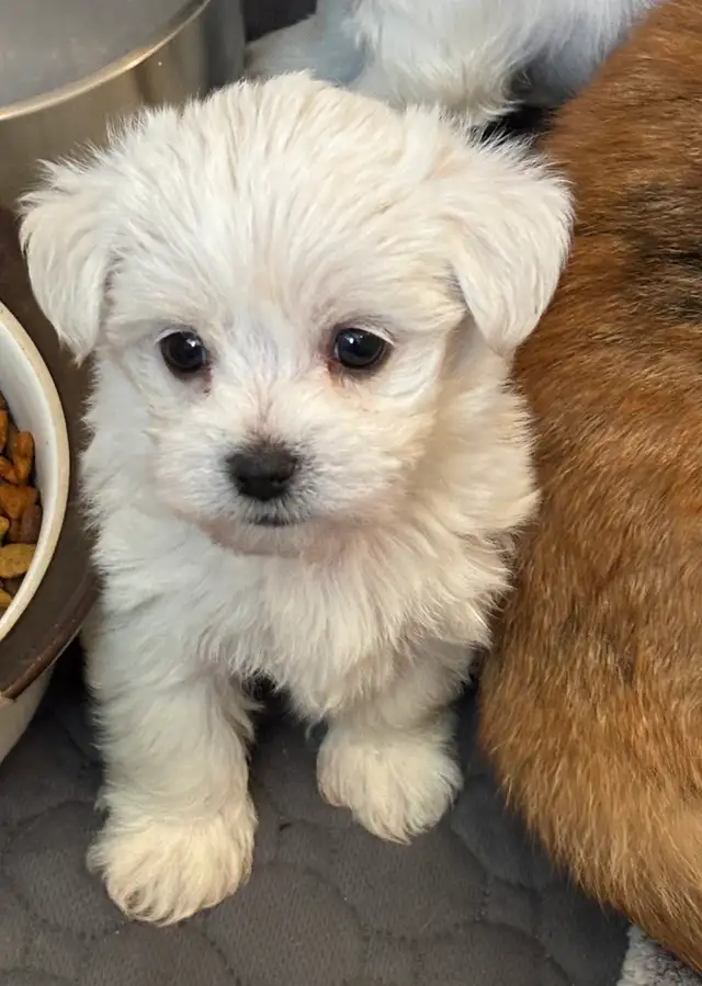MORKIE MALE READY JUNE 18th