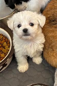 MORKIE MALE READY JUNE 18th - Photo 2