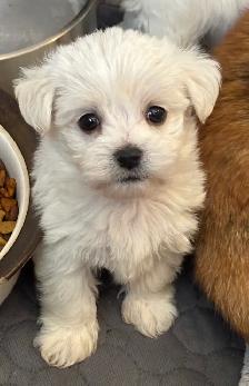 MORKIE MALE READY JUNE 18th - Photo 3