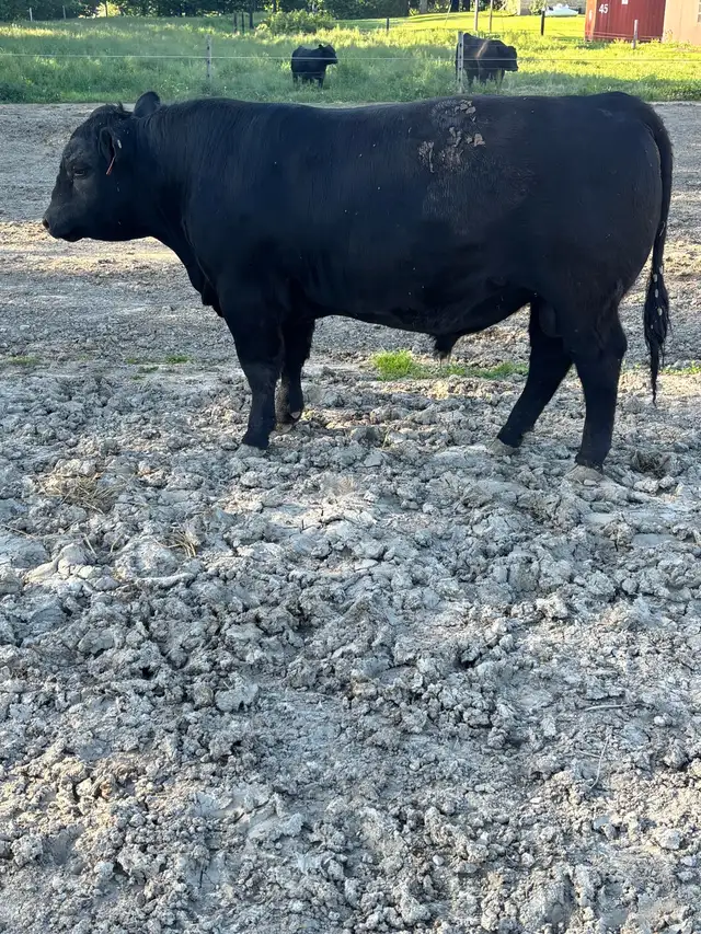 ANGUS BULL