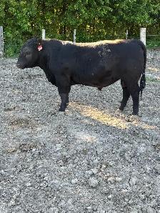 ANGUS BULL - Photo 2