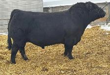 ANGUS BULL - Photo 4