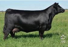 ANGUS BULL - Photo 5