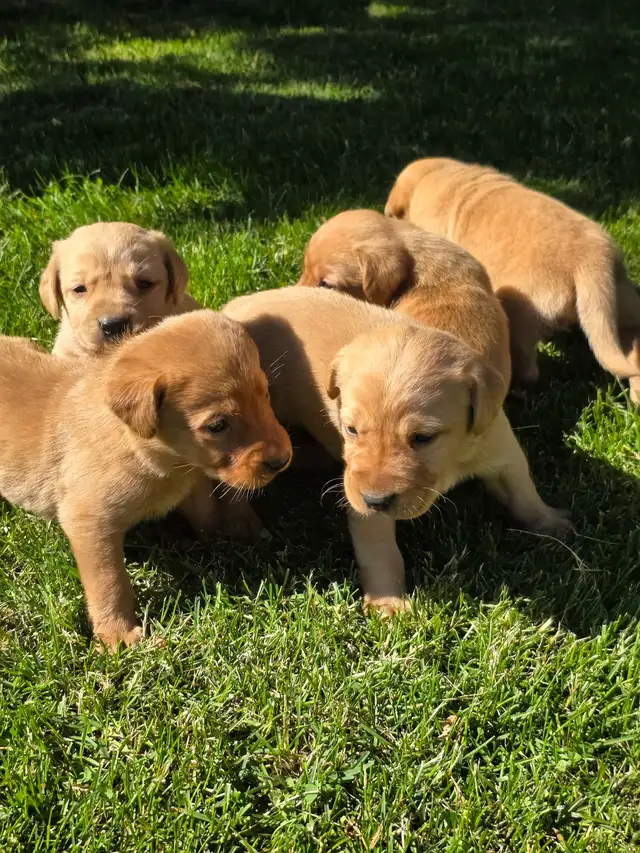 Yellow and Red Lab Pups