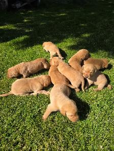 Yellow and Red Lab Pups - Photo 2