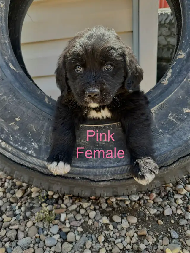Bernese Mountain / Golden Retriever Puppies