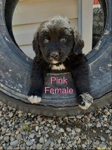 Bernese Mountain / Golden Retriever Puppies