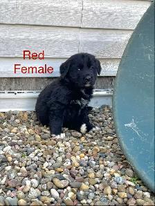 Bernese Mountain / Golden Retriever Puppies - Photo 2