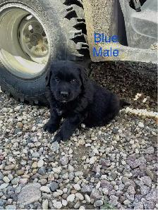 Bernese Mountain / Golden Retriever Puppies - Photo 3