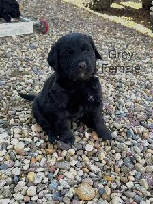 Bernese Mountain / Golden Retriever Puppies - Photo 4