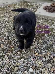 Bernese Mountain / Golden Retriever Puppies - Photo 6