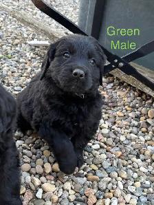 Bernese Mountain / Golden Retriever Puppies - Photo 7