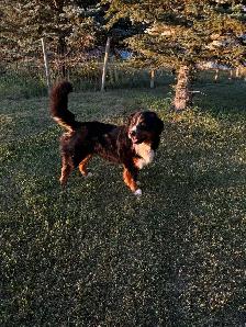 Bernese Mountain / Golden Retriever Puppies - Photo 9
