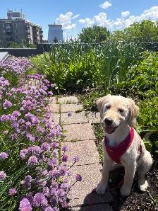 Beautiful 3-Month-Old Female Golden Retriever Puppy 2000$