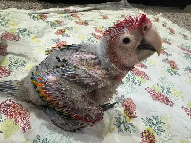 Baby scarlet macaw for sale