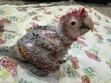 Baby scarlet macaw for sale