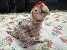 Baby scarlet macaw for sale - Photo 2