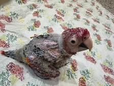 Baby scarlet macaw for sale - Photo 3