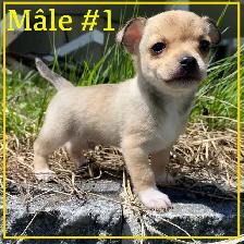 Chiots X Jack Russell x Chihuahua