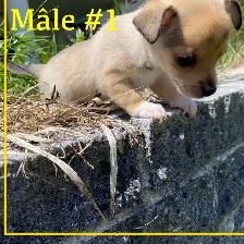Chiots X Jack Russell x Chihuahua - Photo 2
