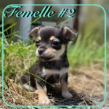 Chiots X Jack Russell x Chihuahua - Photo 3