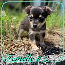 Chiots X Jack Russell x Chihuahua - Photo 4