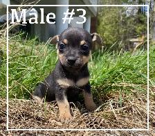 Chiots X Jack Russell x Chihuahua - Photo 5