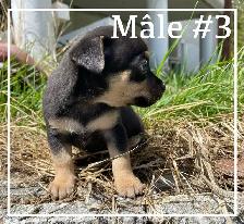 Chiots X Jack Russell x Chihuahua - Photo 6