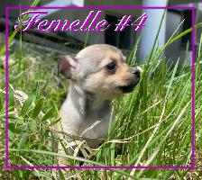 Chiots X Jack Russell x Chihuahua - Photo 7