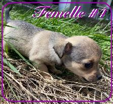 Chiots X Jack Russell x Chihuahua - Photo 8