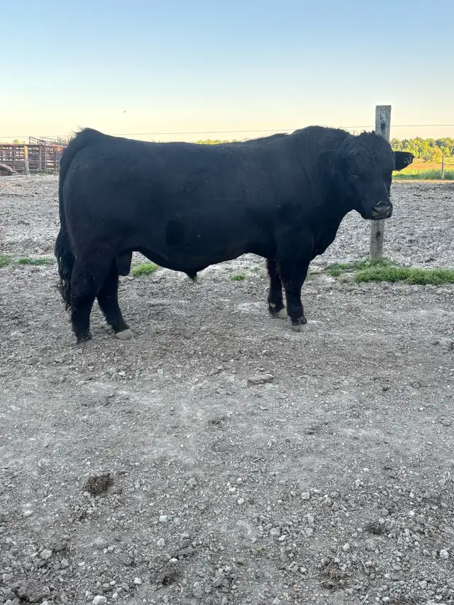 Simmental Bull