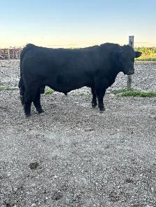 Simmental Bull