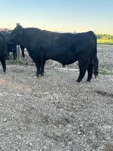 Simmental Bull - Photo 2