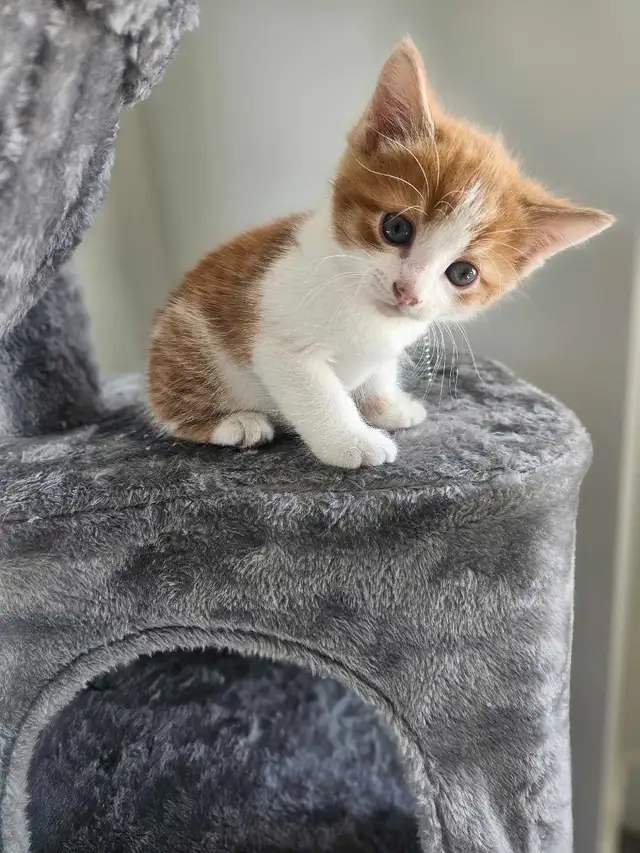 chaton a vendre