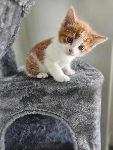 chaton a vendre