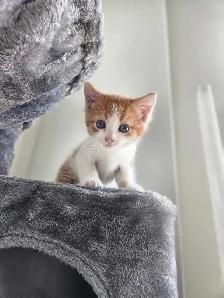 chaton a vendre - Photo 2