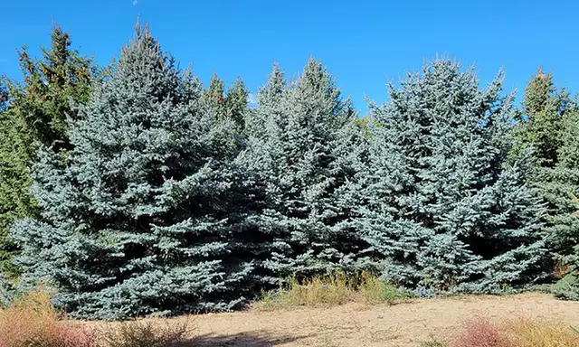 Mature Blue Spruce Trees - Family Farm - Raymond Area