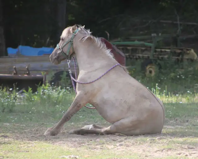 Perfect kids horse